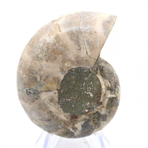 Ammonite de Madagascar : Force et Stabilité