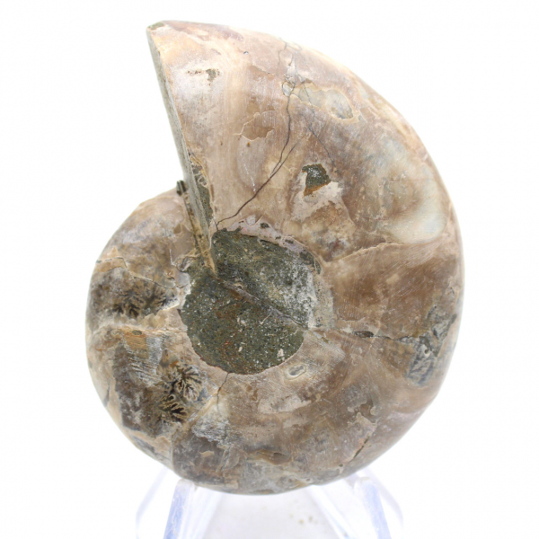 Céphalopode fossilisé : Ammonite double face