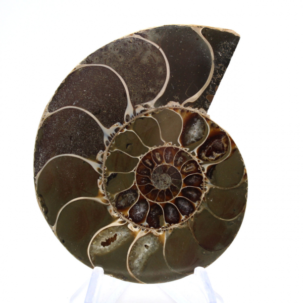 Céphalopode fossilisé : Ammonite double face