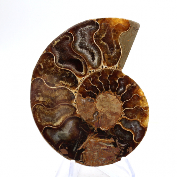 Ammonite légère de Madagascar : Finesse et Détails