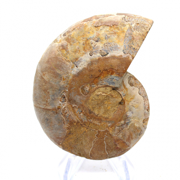 Ammonite de Mahajanga : Harmonie Minérale