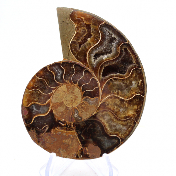 Ammonite de Mahajanga : Harmonie Minérale