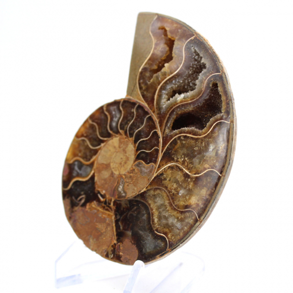 Ammonite de Mahajanga : Harmonie Minérale