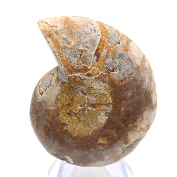 Fossile d'Ammonite polie : Élégance et Histoire