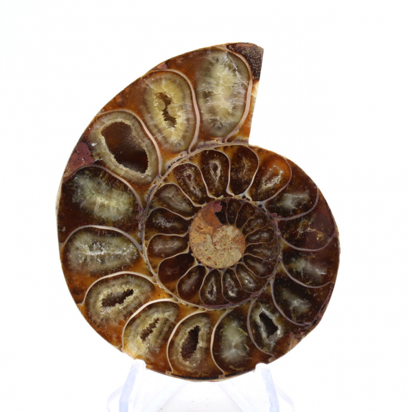 Fossile d'Ammonite polie : Élégance et Histoire