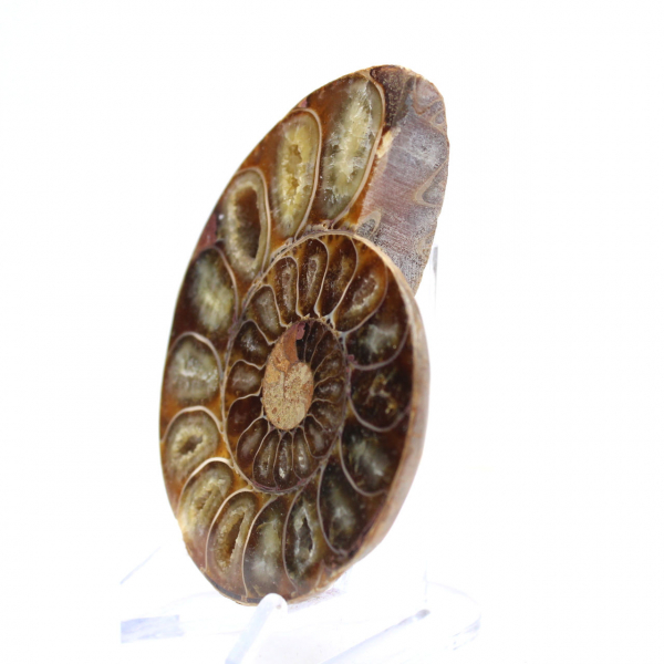 Fossile d'Ammonite polie : Élégance et Histoire
