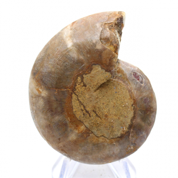 Spécimen d'Ammonite : La spirale de Madagascar