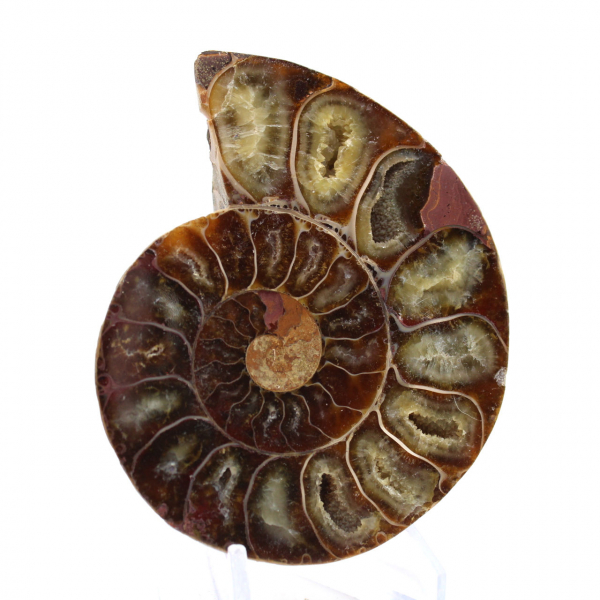 Spécimen d'Ammonite : La spirale de Madagascar