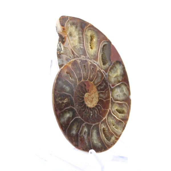 Spécimen d'Ammonite : La spirale de Madagascar