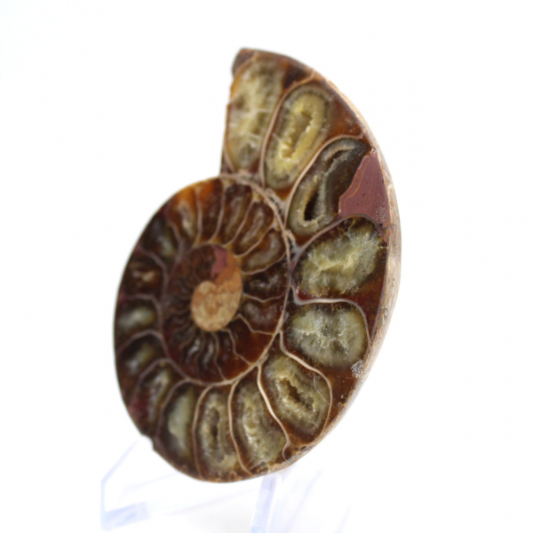 Spécimen d'Ammonite : La spirale de Madagascar