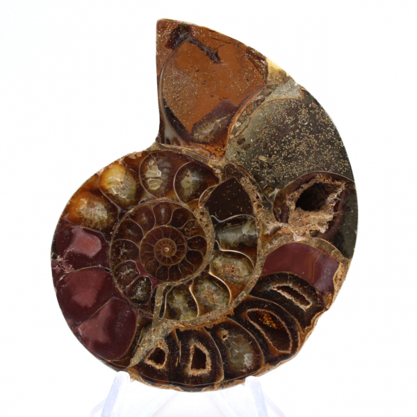 Ammonite de Mahajanga : Dualité et Tradition