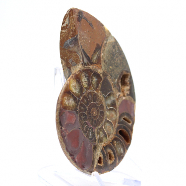 Ammonite de Mahajanga : Dualité et Tradition