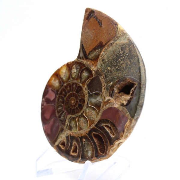 Ammonite de Mahajanga : Dualité et Tradition