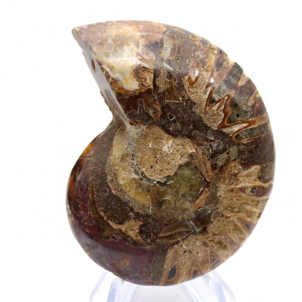 Ammonite fossilisée : Éclat minéral de Madagascar