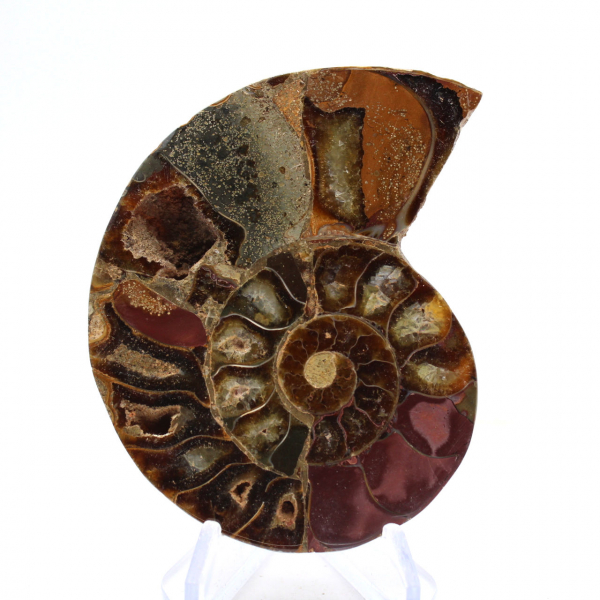 Ammonite fossilisée : Éclat minéral de Madagascar