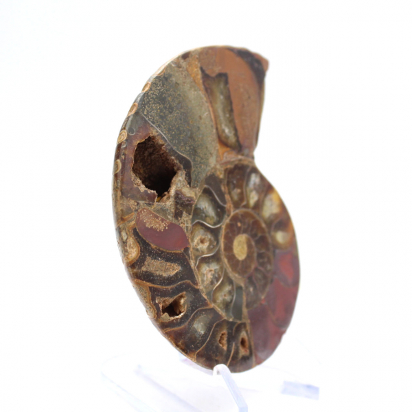 Ammonite fossilisée : Éclat minéral de Madagascar