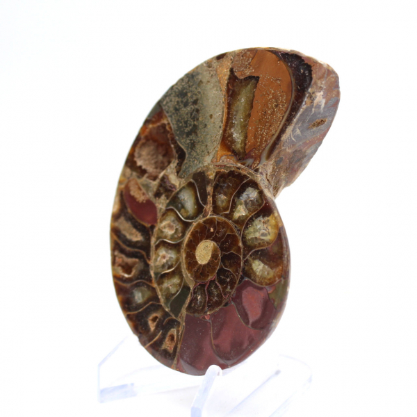 Ammonite fossilisée : Éclat minéral de Madagascar