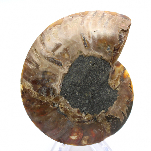 Grande Ammonite de Madagascar : Force naturelle