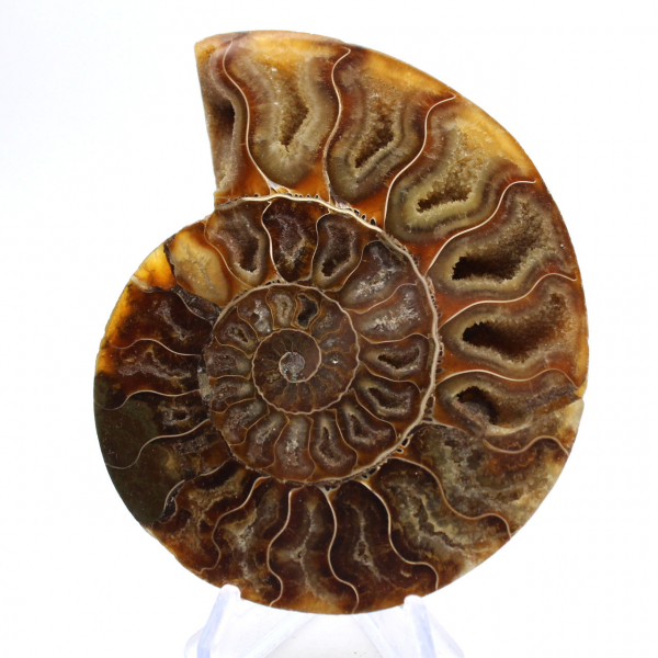 Grande Ammonite de Madagascar : Force naturelle