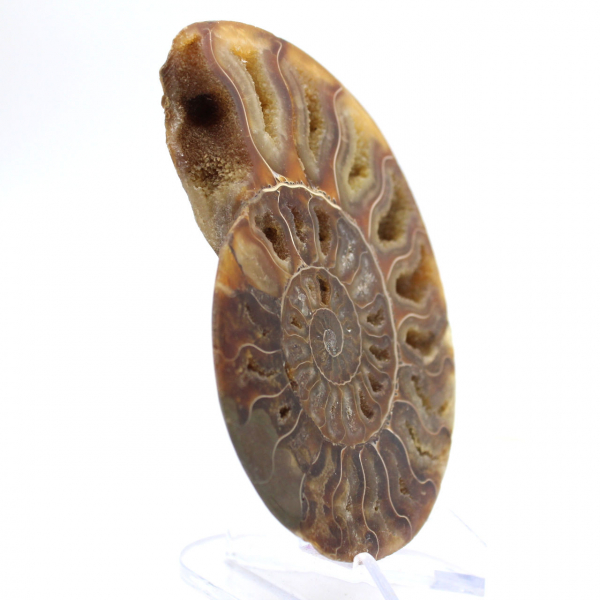 Grande Ammonite de Madagascar : Force naturelle