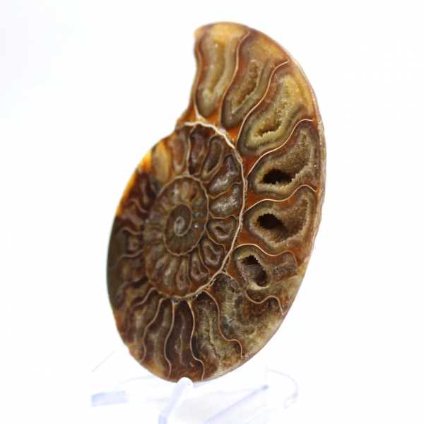 Grande Ammonite de Madagascar : Force naturelle