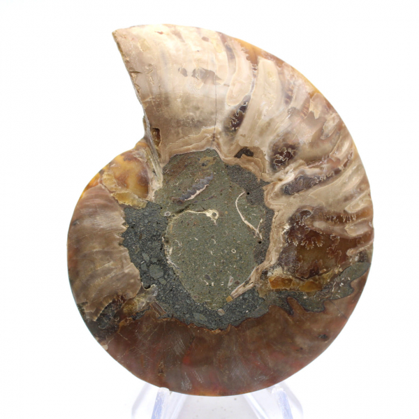 Ammonite polie : Géométrie marine de Madagascar