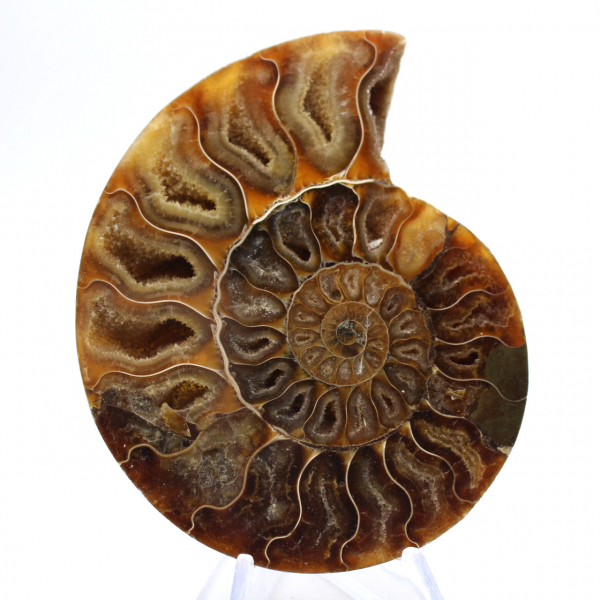Ammonite polie : Géométrie marine de Madagascar
