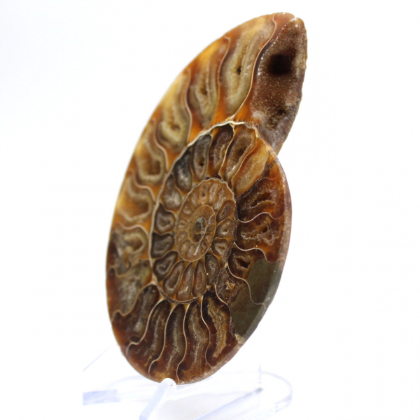 Ammonite polie : Géométrie marine de Madagascar