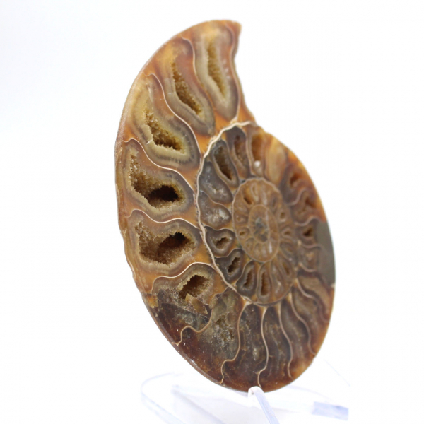 Ammonite polie : Géométrie marine de Madagascar