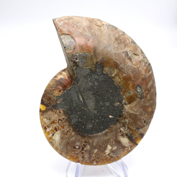 Ammonite imposante de Madagascar : Pureté fossile