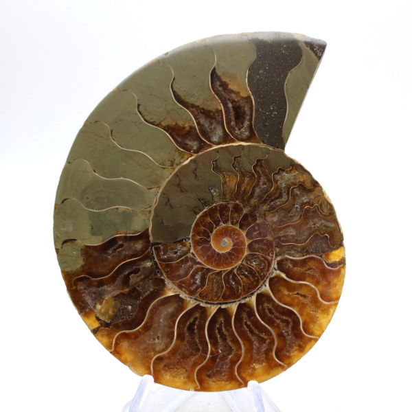 Ammonite imposante de Madagascar : Pureté fossile