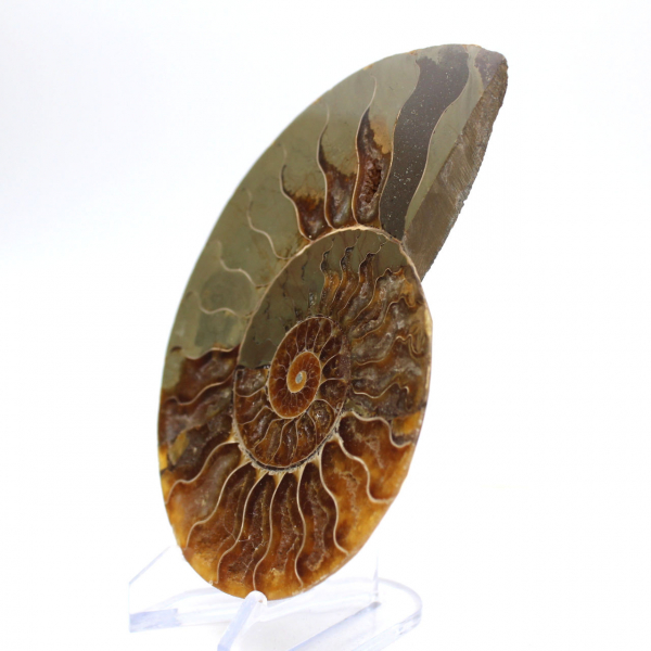 Ammonite imposante de Madagascar : Pureté fossile