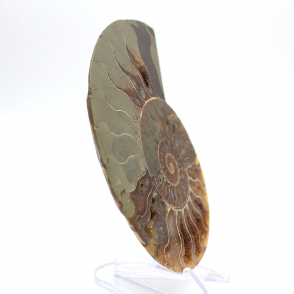 Ammonite imposante de Madagascar : Pureté fossile