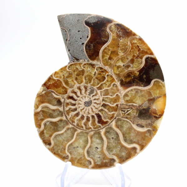 Ammonite de Madagascar : Douceur et Authenticité