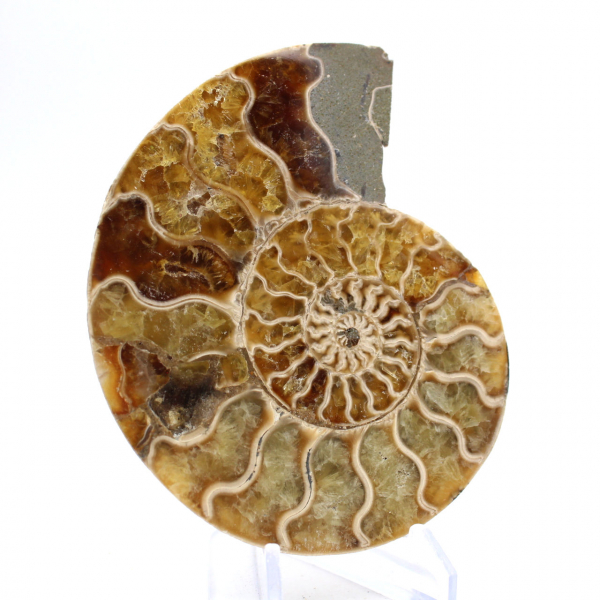 Ammonite fossile de Mahajanga : Équilibre Minéral
