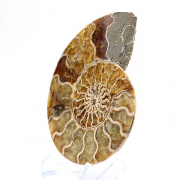 Ammonite fossile de Mahajanga : Équilibre Minéral