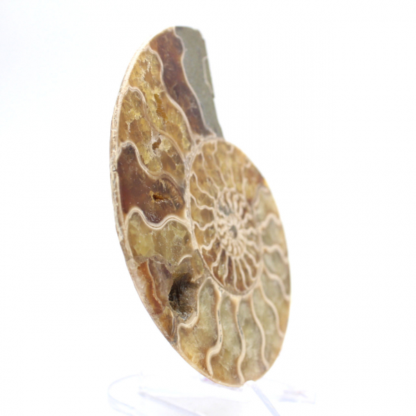 Ammonite fossile de Mahajanga : Équilibre Minéral