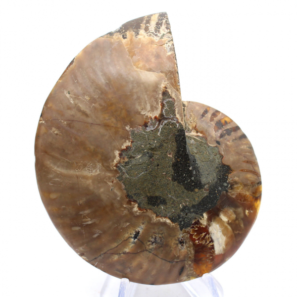 Ammonite de Madagascar : Rythme et Sédimentation