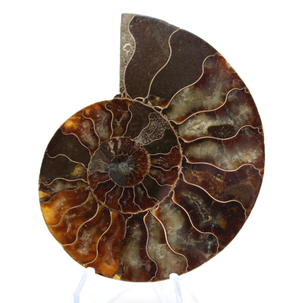 Ammonite de Madagascar : Rythme et Sédimentation