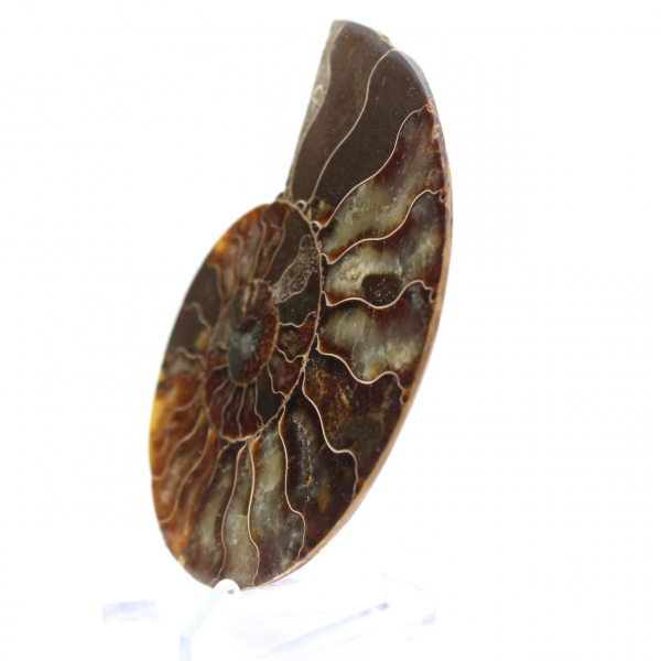 Ammonite de Madagascar : Rythme et Sédimentation