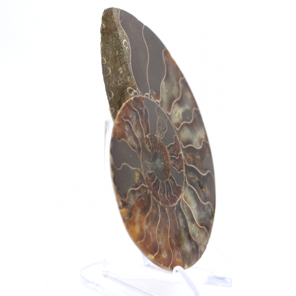 Ammonite de Madagascar : Rythme et Sédimentation