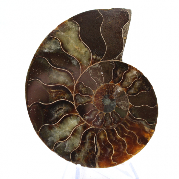 Fossile d'Ammonite polie : Densité et Détails
