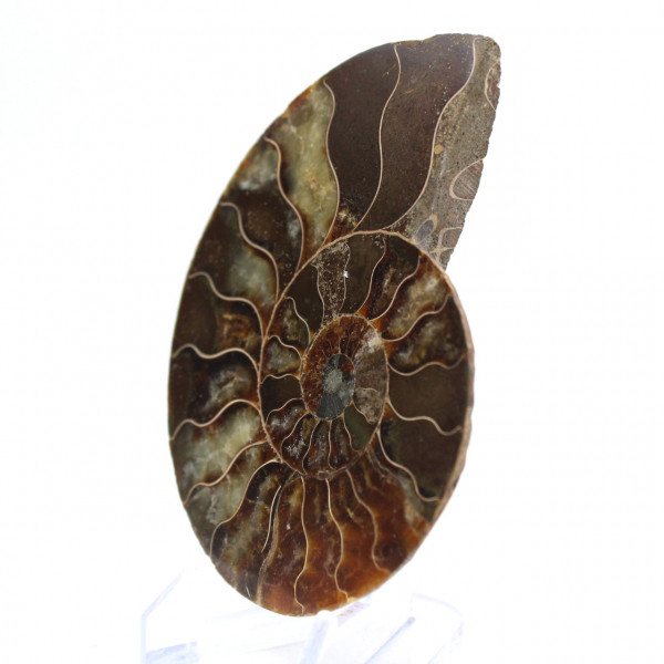 Fossile d'Ammonite polie : Densité et Détails