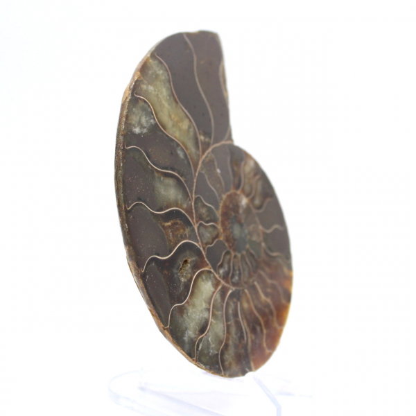 Fossile d'Ammonite polie : Densité et Détails