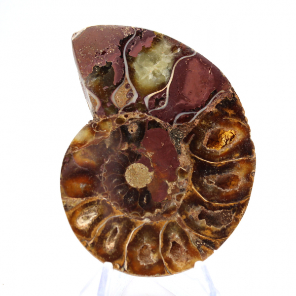Ammonite de Madagascar : Finesse Minérale