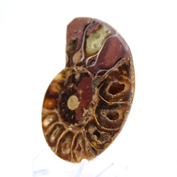 Ammonite de Madagascar : Finesse Minérale
