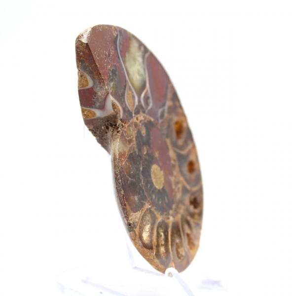 Ammonite de Madagascar : Finesse Minérale