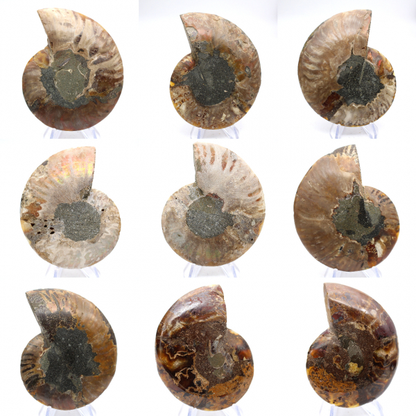 Ammonite polie : Géométrie marine de Madagascar