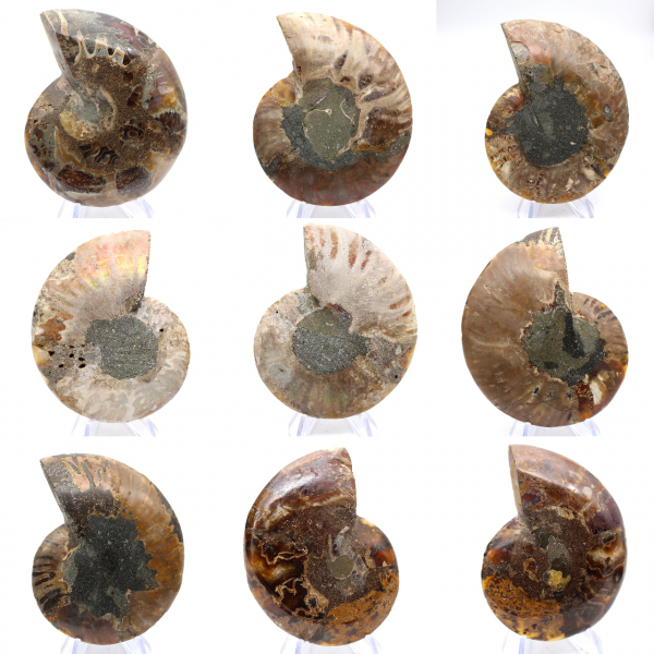 Ammonite polie : Géométrie marine de Madagascar