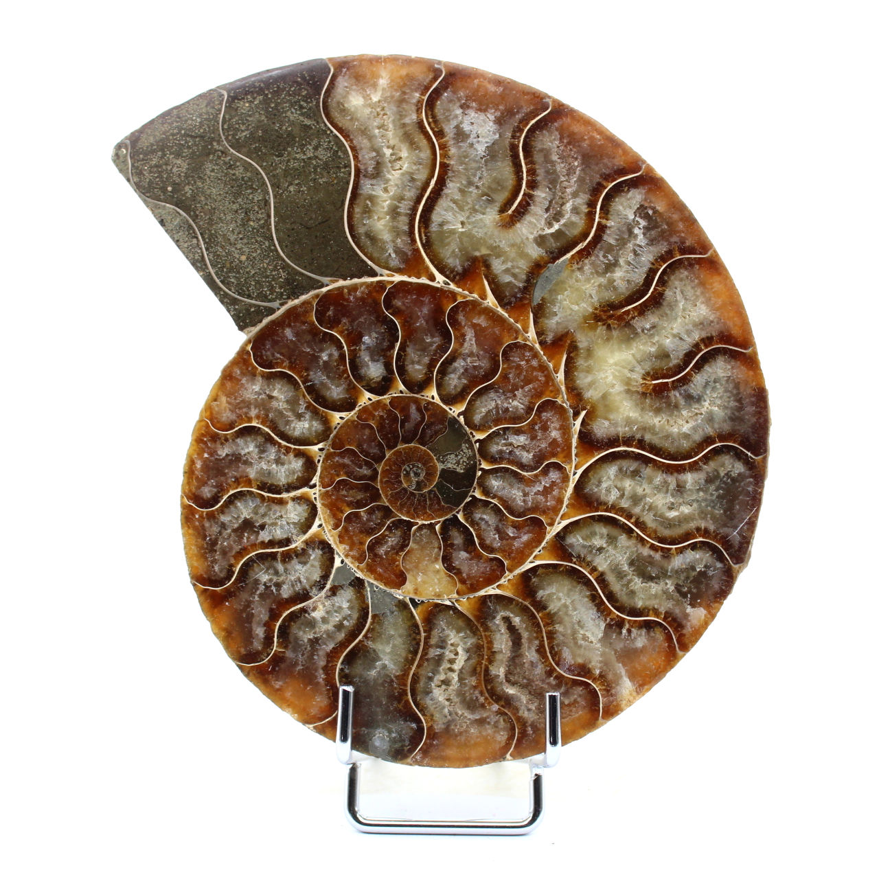 Fossile d'ammonite poli
